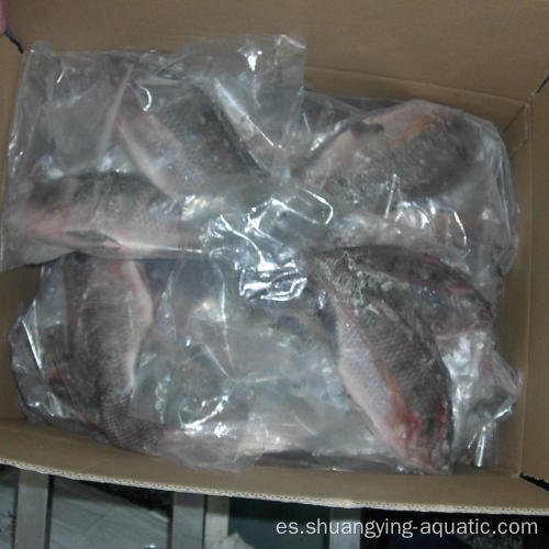 Tilapia negro de pescado redondo congelado para marketing para marketing